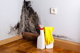 Why You Should Choose Our Mold Remediation Services in Oostburg, WI